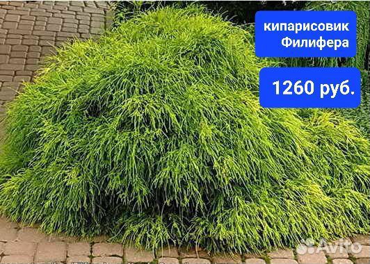 Хвойные в горшках