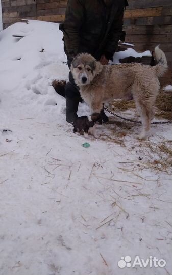 Щенок,кобель