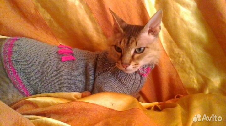 Одежда для животных