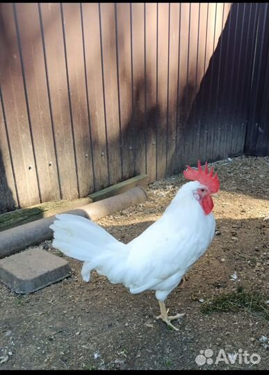 Куры петухи