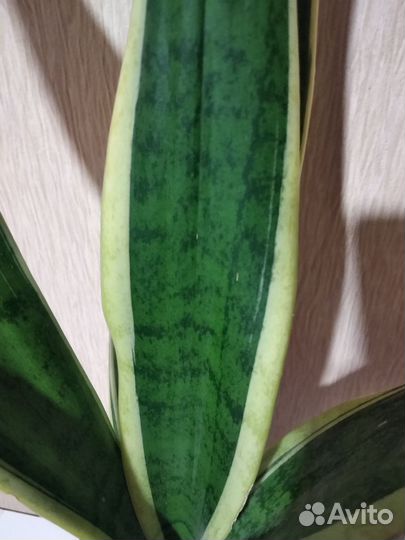 Сансевиерия Футура Суперба трёхцветная