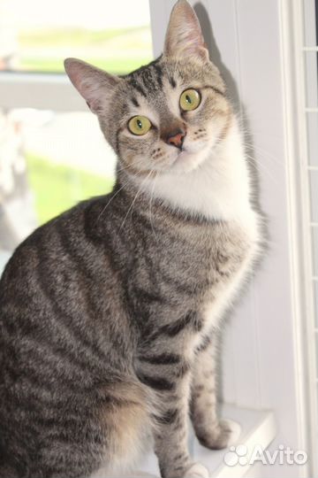 Крошечная кошечка была выброшена из дома