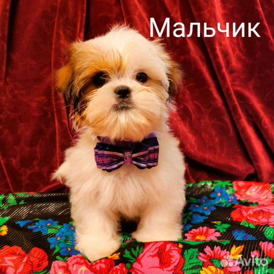 Очаровашки щенки ши-тцу