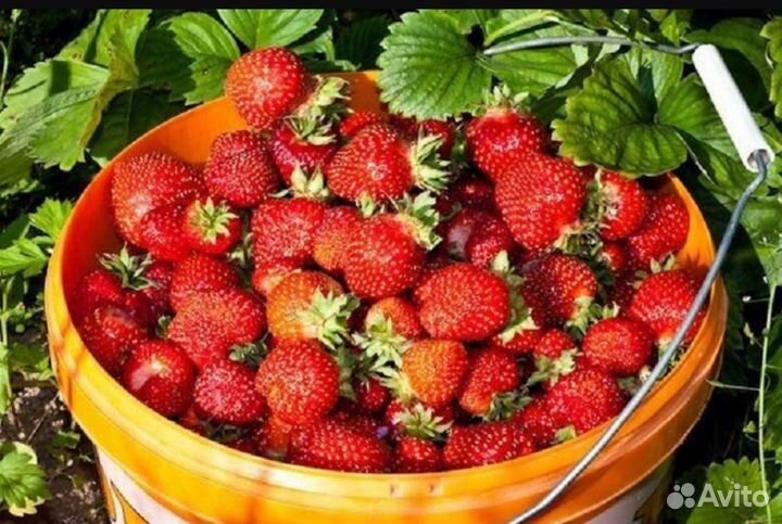 Клубника свежая ягода