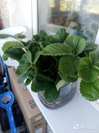 Рассада клубники усы