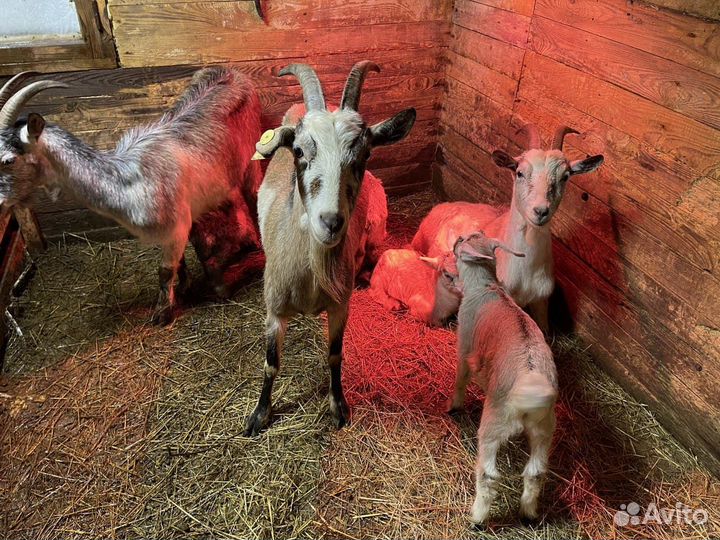 Козы дойные