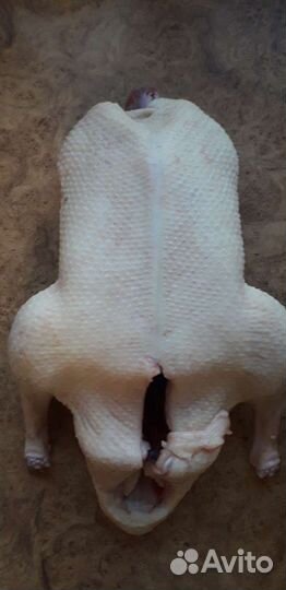 Утка, гусь,индоутка домашнее мясо