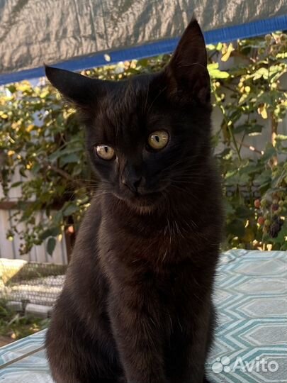 Отдам кота в добрые руки