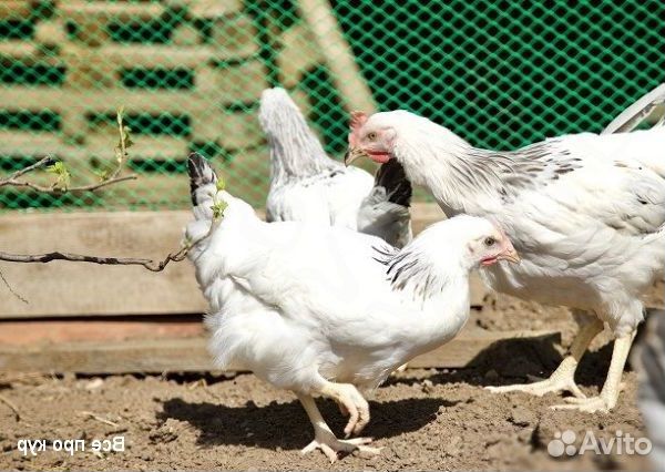 Куры молодка несутся