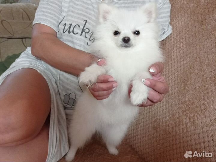 Передержка собак и кошек