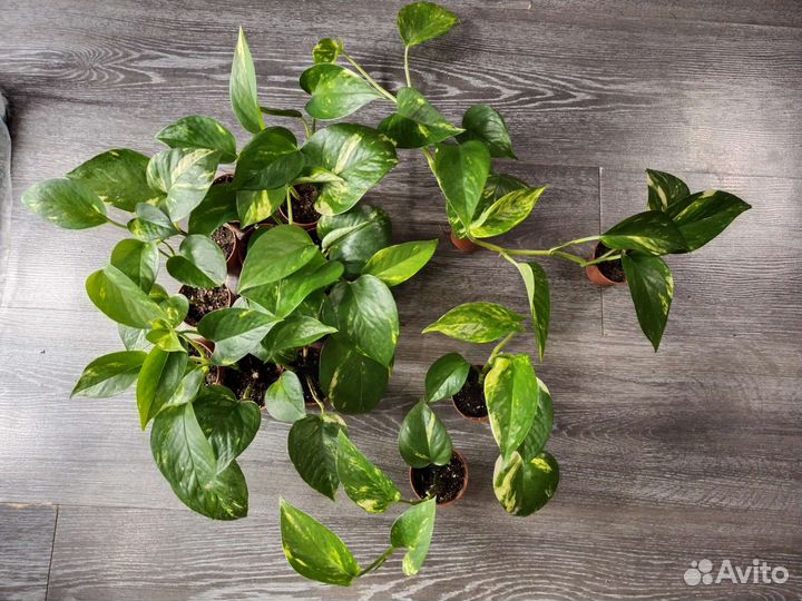 Эпипремнум золотистый