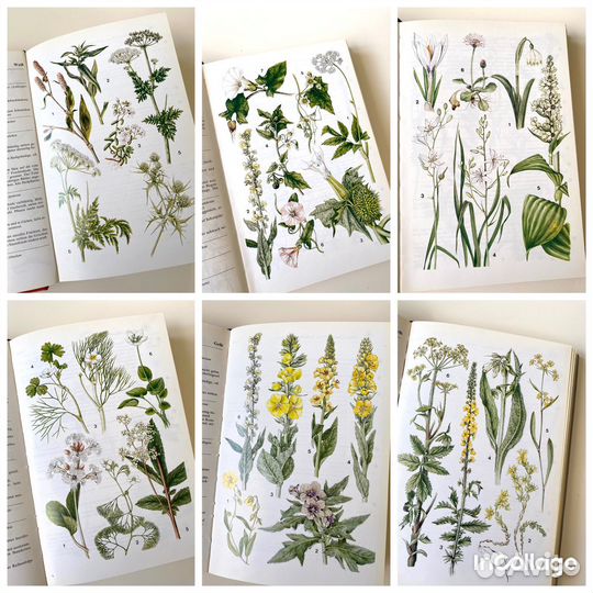 Ботаническая книга с иллюстрациями растения цветы