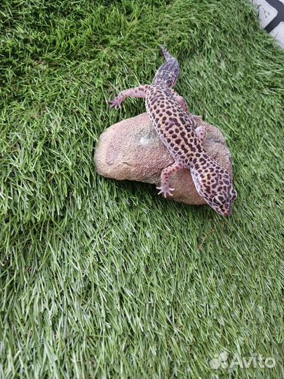 Гекон Эублефар