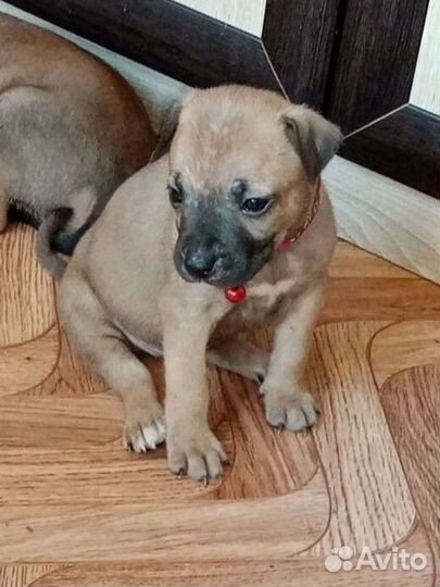 Щенок питбуля