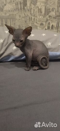 Донской сфинкс