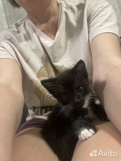 Домашние животные