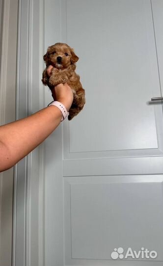 Мальтипу f1 девочка коричневая карамель Lux