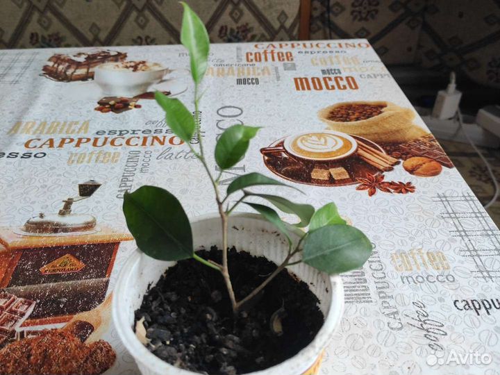 Комнатные растения и цветы