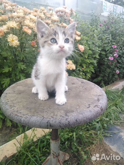 Кошка в дар