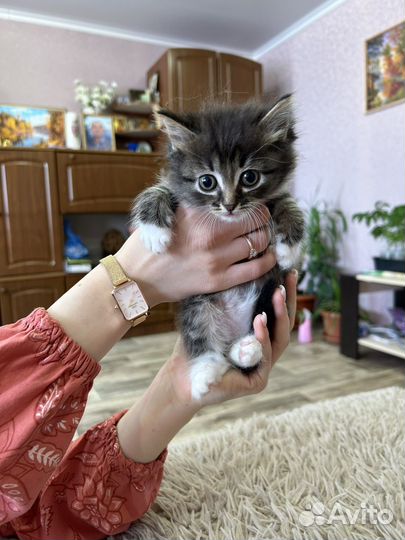 Котята в добрые руки даром