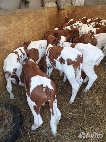 Бычки Породистые