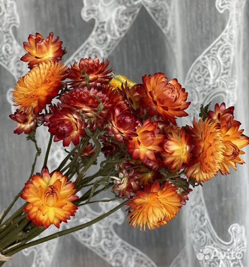 Гелихризум сухоцвет