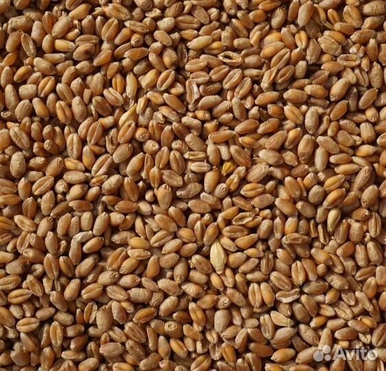 Пшеница