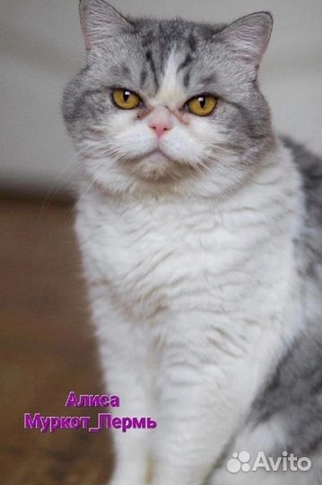 Самодостаточная Алиса