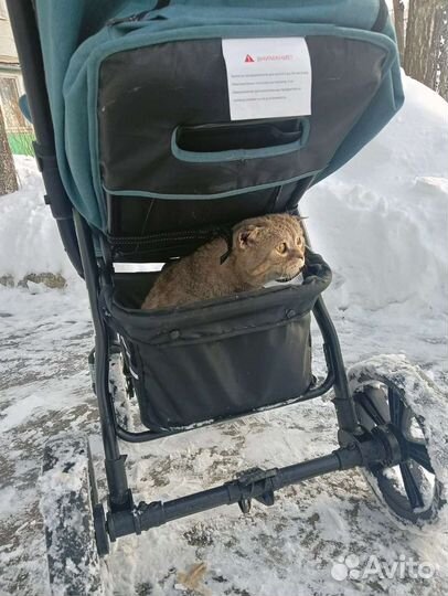 Вислоухий кот