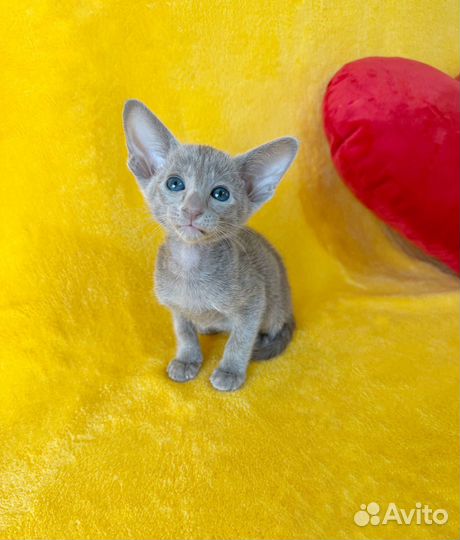 Ориентальный котенок девочка