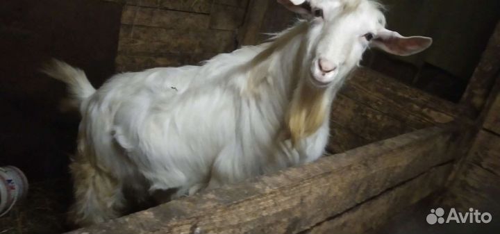 Козел зааненский