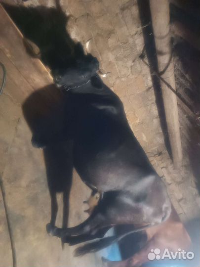 Продаю коров