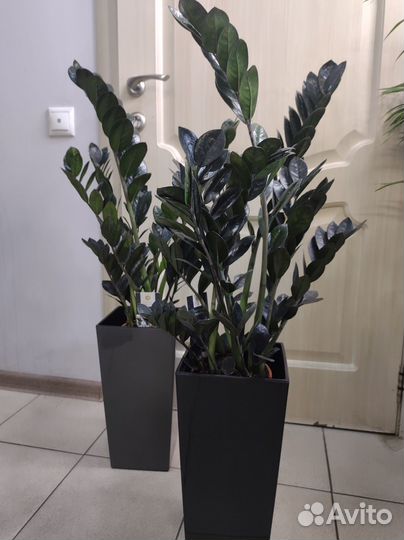 Замиокулькас