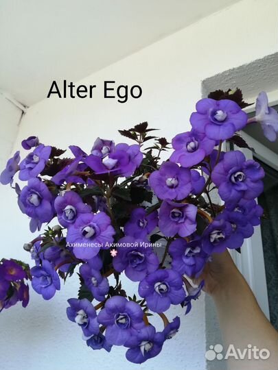 Ахименесы (ризомы)