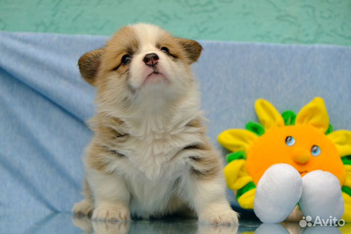 Щенки вельш корги пемброк