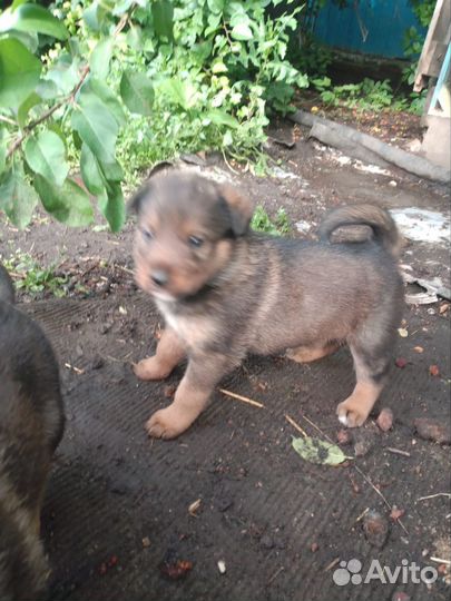 Собака в добрые руки отдам бесплатно