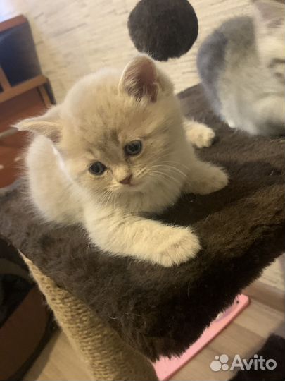 Шотландские котята