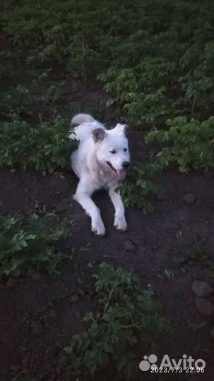Домашние животные собаки