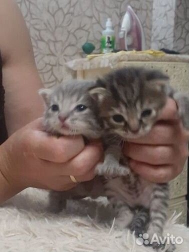 Шотландская вислоухая