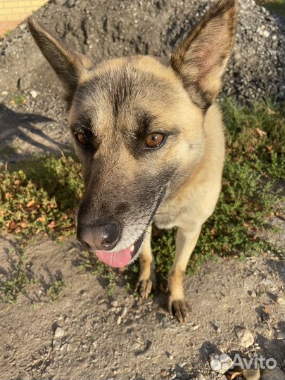 Собака в добрые руки