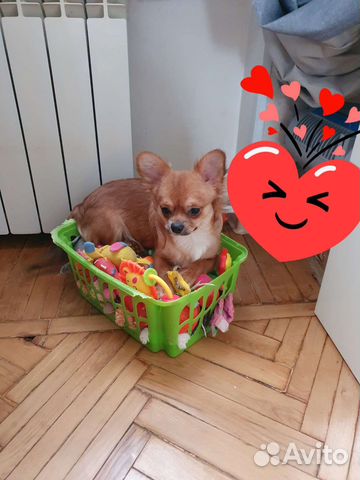 Щенки чихуахуа