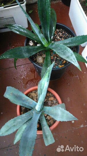 Агава голубая