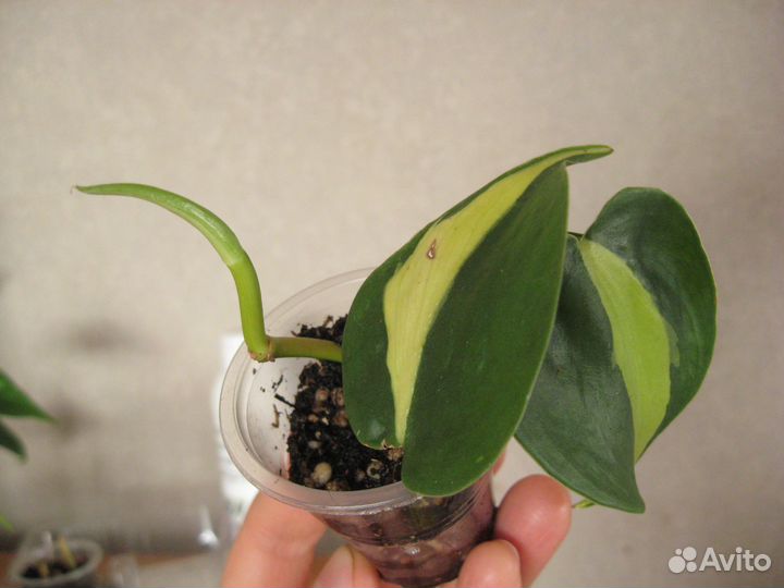 Горшки для комнатных растений. Обменяю на черенки