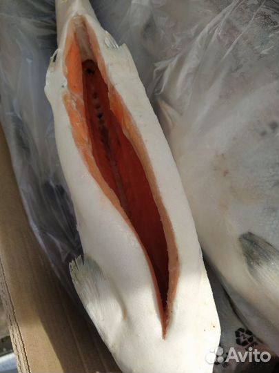 Рыба, морепродукты, семга, икра