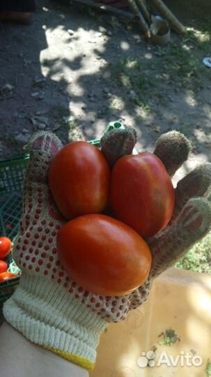 Помидоры сливка домашние