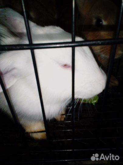 Кролики мясных пород