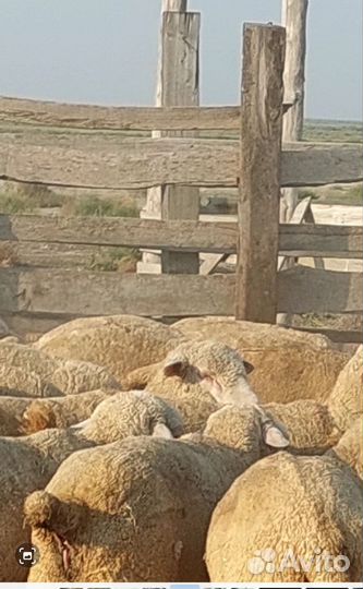 Овцы бараны