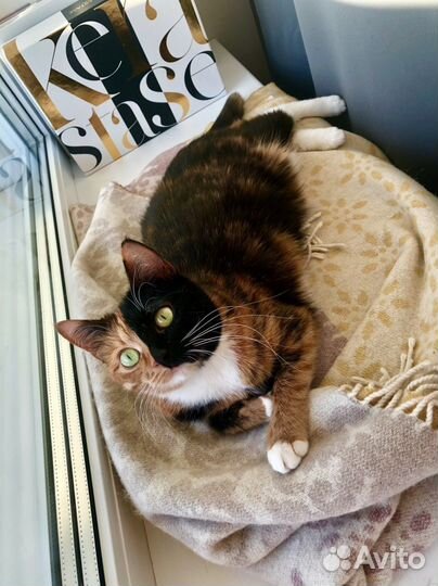 Передержка домашних котов, кошек и котят