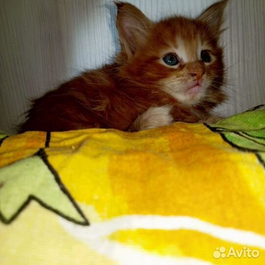 Котята мейн-кун