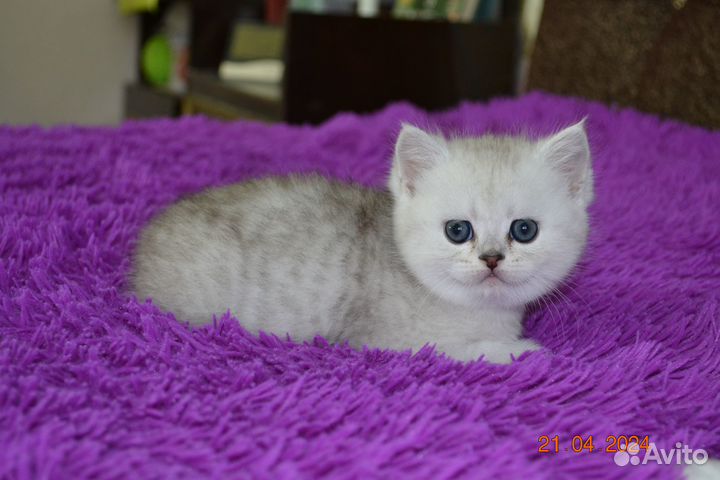 Шотландские котята